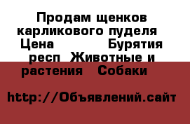Продам щенков карликового пуделя › Цена ­ 7 000 - Бурятия респ. Животные и растения » Собаки   